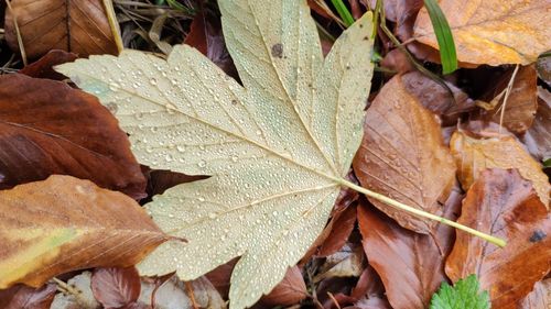 Close-up of wet maple leaves