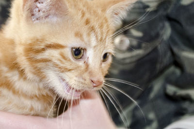 Midsection of person holding kitten