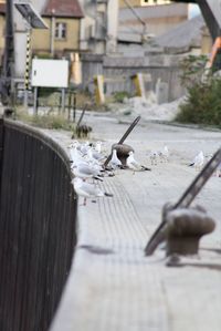 Close-up of birds in city