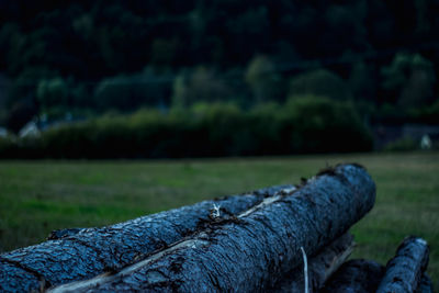 Close-up of wooden logs in the forest