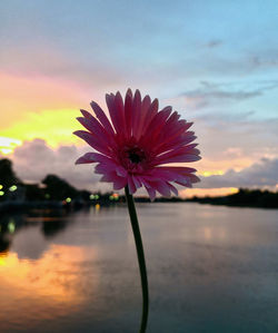 Close-up of purple flowering plant against lake during sunset