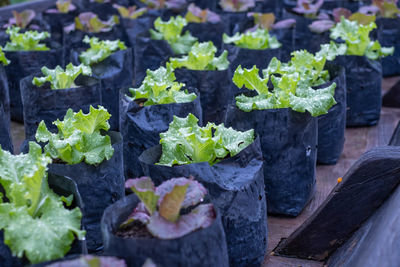 Close-up of fresh vegetables