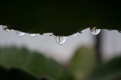 Close-up of water drops on leaf