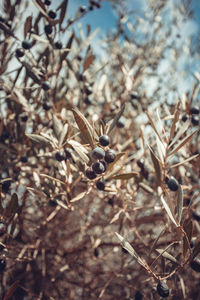 Close-up of dried plant on field