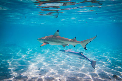 Sharks swimming in sea