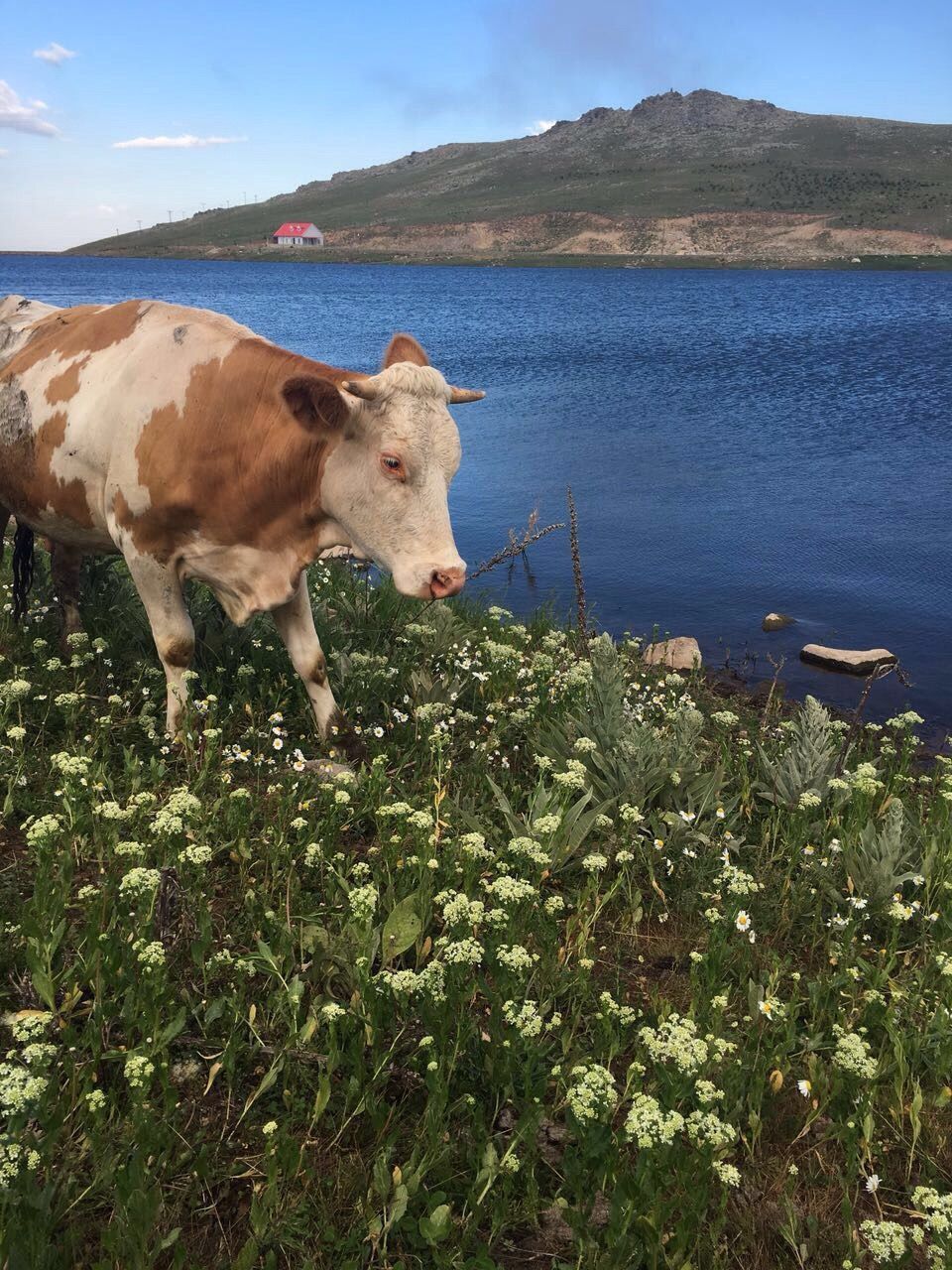 animal themes, water, domestic animals, mountain, mammal, tranquil scene, tranquility, one animal, nature, sky, beauty in nature, scenics, lake, grass, standing, plant, full length, day, sea, sunlight