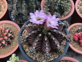 High angle view of potted cactus flower for sale