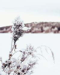 Close-up of snow covered plant on field against sky