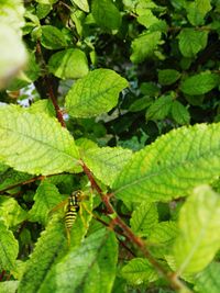 Close-up of fresh green plant