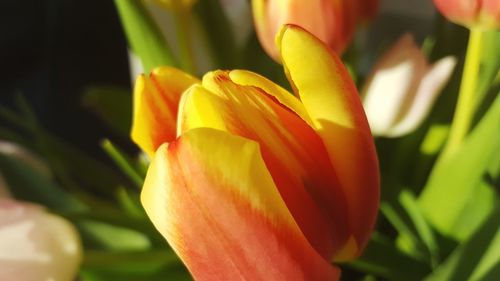 Close-up of flower blooming outdoors