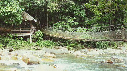 Scenic view of river in forest