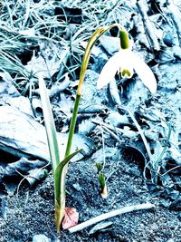 High angle view of white flowering plant on field