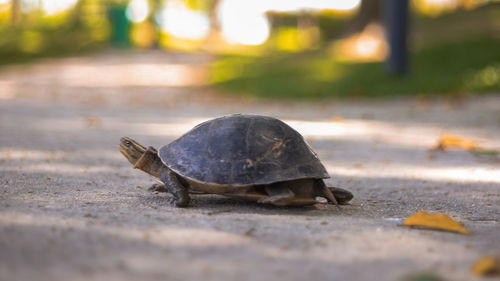 Close-up of shell on street