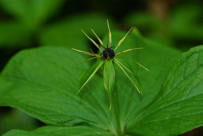 Close-up of insect on leaf