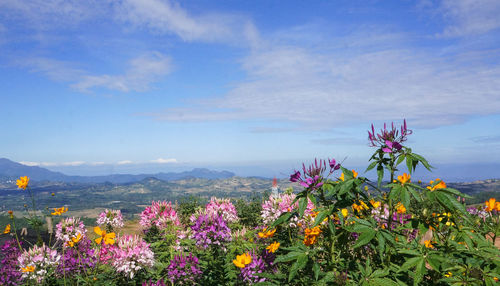 Close-up of flowers blooming against sky