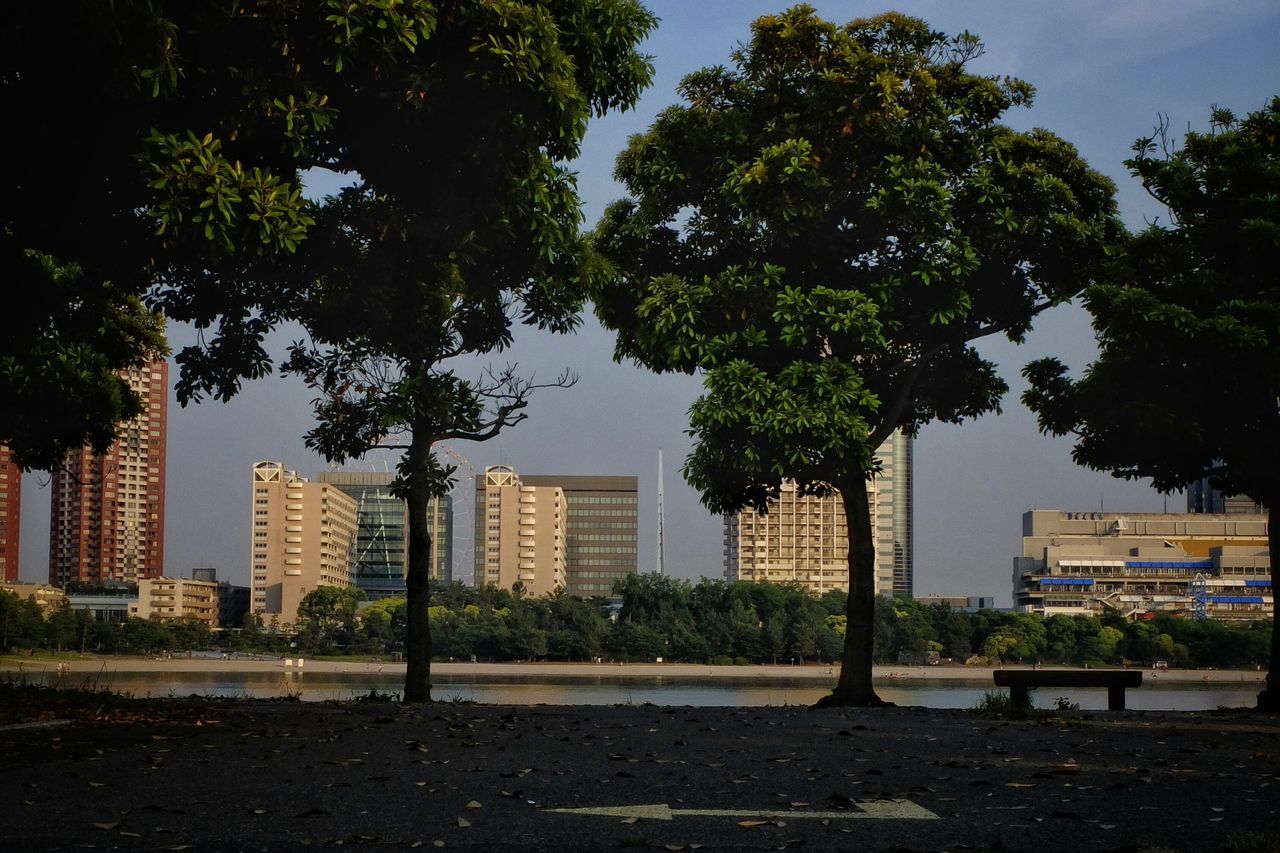 building exterior, tree, architecture, city, built structure, street, road, building, sky, office building, skyscraper, growth, city life, day, sunlight, outdoors, shadow, sidewalk, transportation, incidental people