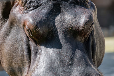 Close-up of elephant