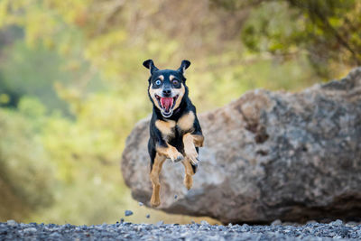 Close-up of dog standing on rock