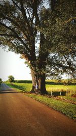 Trees growing in field