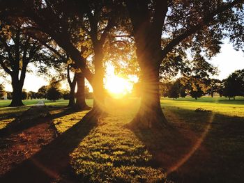 Trees on field against sky during sunset