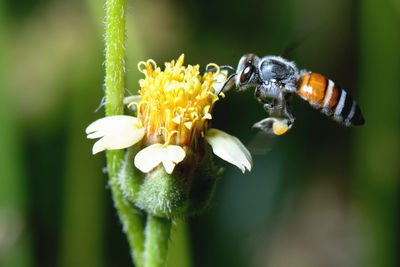 Close-up of insect pollinating on flower