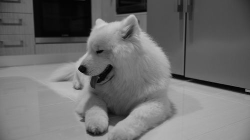Close-up of dog