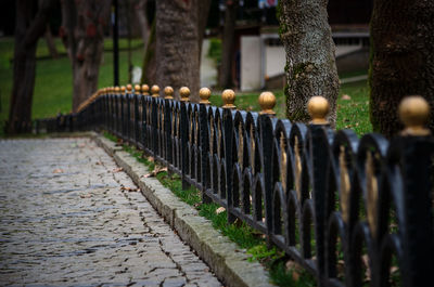 Plants growing on footpath in park