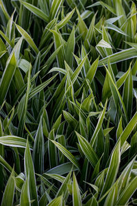 Full frame shot of crops growing on field