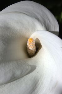 Close-up of hand holding flower against black background