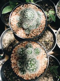 High angle view of potted plant on table