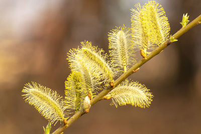 Close-up of plant