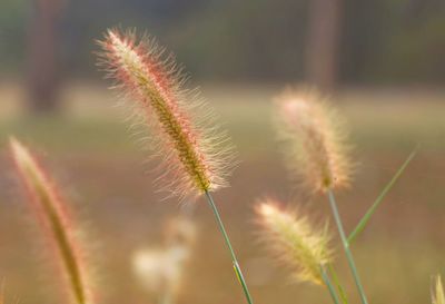 Close-up of plant on field