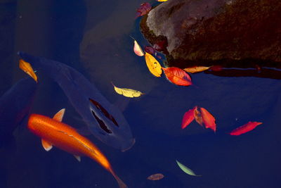 Fish and autumn leaves in a japanese pond