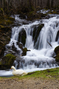 View of waterfall in forest