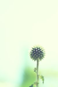 Close-up of dandelion