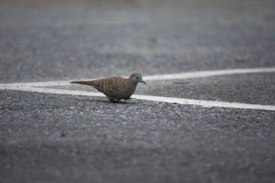 Close-up of bird perching on the road