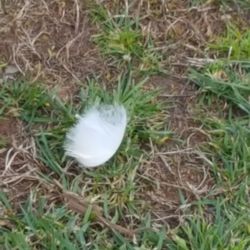 Close-up of plants on field