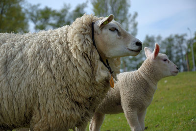 Sheep in a field