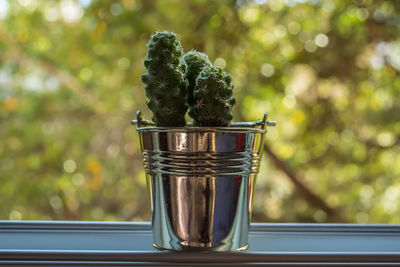 Close-up of potted plant on glass window