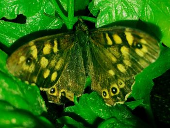 Close-up of butterfly on leaf