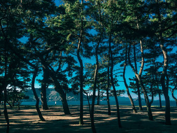 Trees in forest