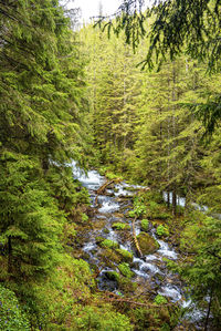 Trees in forest