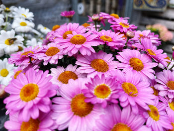 Close-up of fresh pink daisy flowers