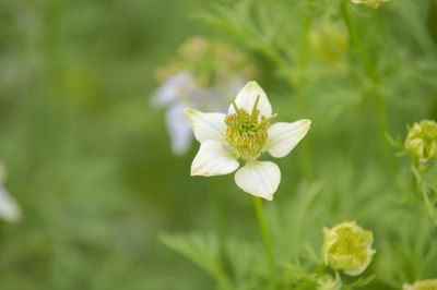 Close-up of white flowering plant
