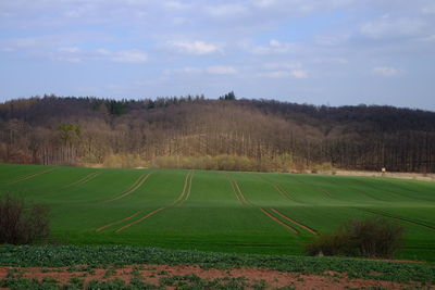 Scenic view of field against sky