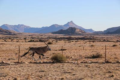 Horse standing on desert against mountains