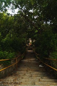 Trees in forest