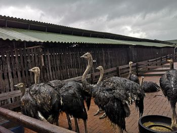 View of birds in water against sky