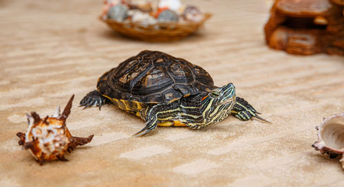 A rub-eared tortoise crawls on a yellow carpet.