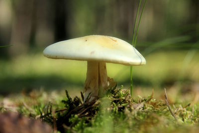 Close-up of mushroom growing in forest